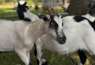 Smith Farm Goat Sanctuary